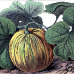 Vintage Halloween Graphic Botanical Pumpkin The Graphics Fairy