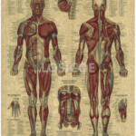 Vintage Medicine Human Anatomy Posters Kraft Paper Painting Wall