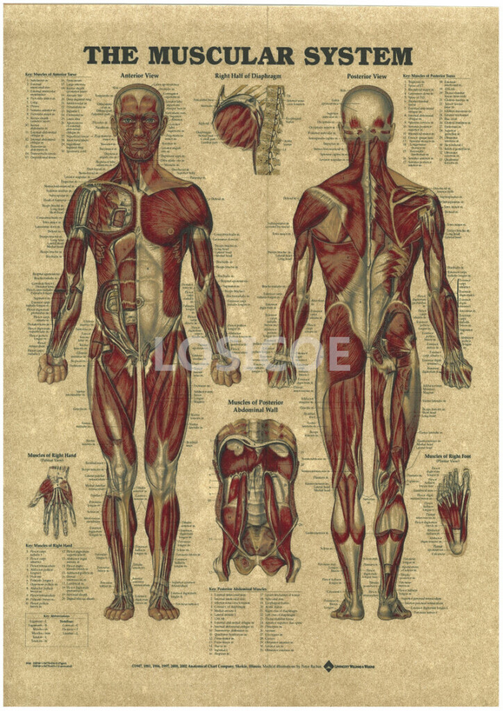 Vintage Medicine Human Anatomy Posters Kraft Paper Painting Wall 