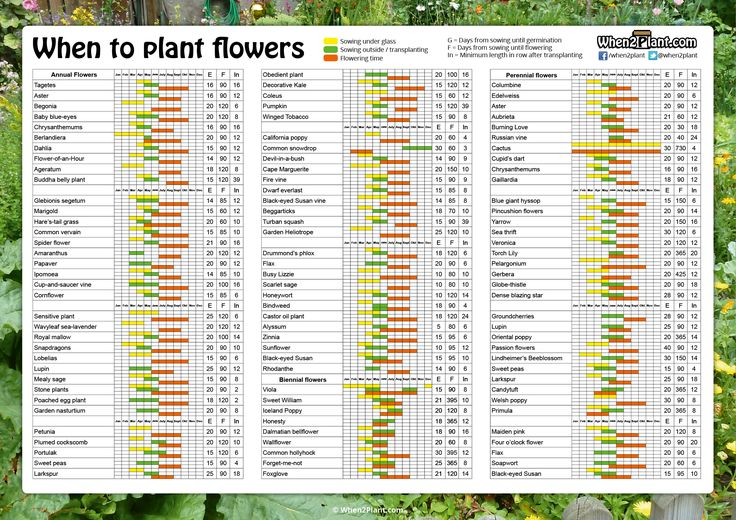 When To Plant Flowers When2Plant Jardinage Fleur Planter Des