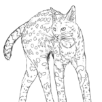 Wild Cat Coloring Pages At GetColorings Free Printable Colorings