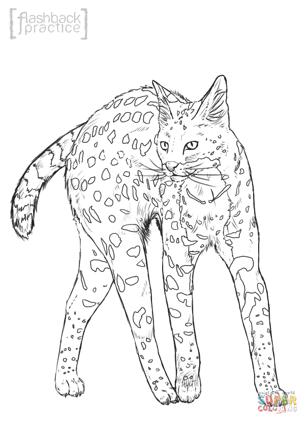 Wild Cat Coloring Pages At GetColorings Free Printable Colorings 