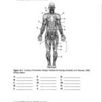 Worksheets Muscles Human Body Google Search Human Body Worksheets