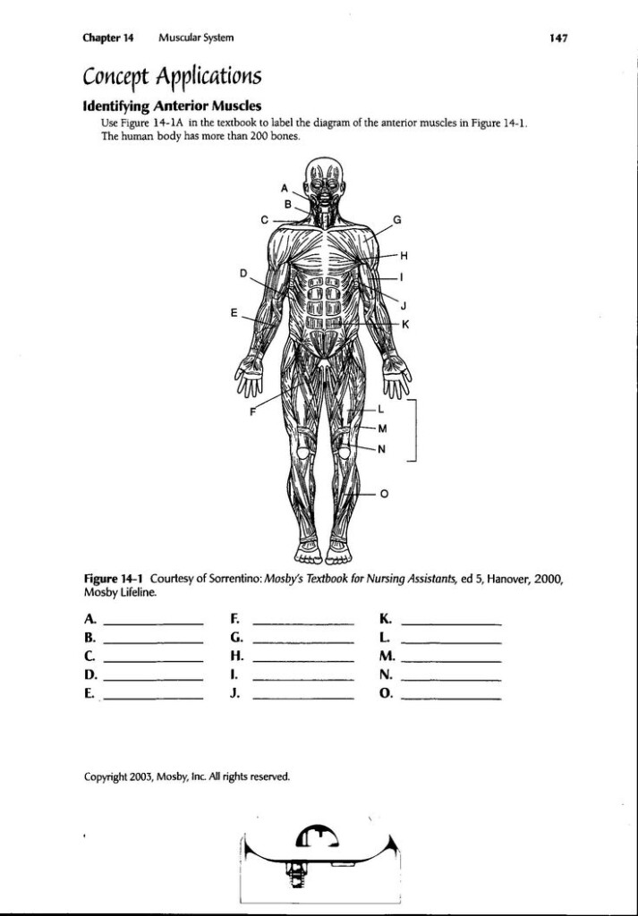 Worksheets Muscles Human Body Google Search Human Body Worksheets 