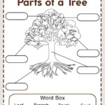 You Searched For Parts Of A Tree Cool2bKids Kindergarten Worksheets